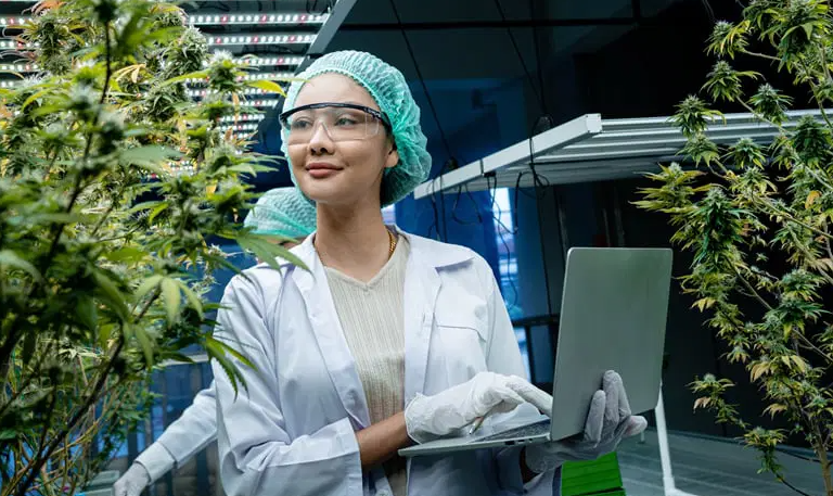 The Green Revolution of Dispensary Cannabis